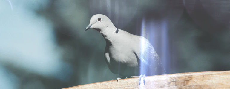 Final Cut Pro X Plugin FCPX Overlay Glimmer 5k